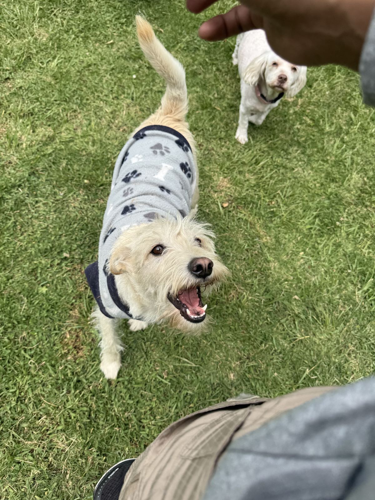 Entrenador haciendo ejercicios de agilidad con perrito
