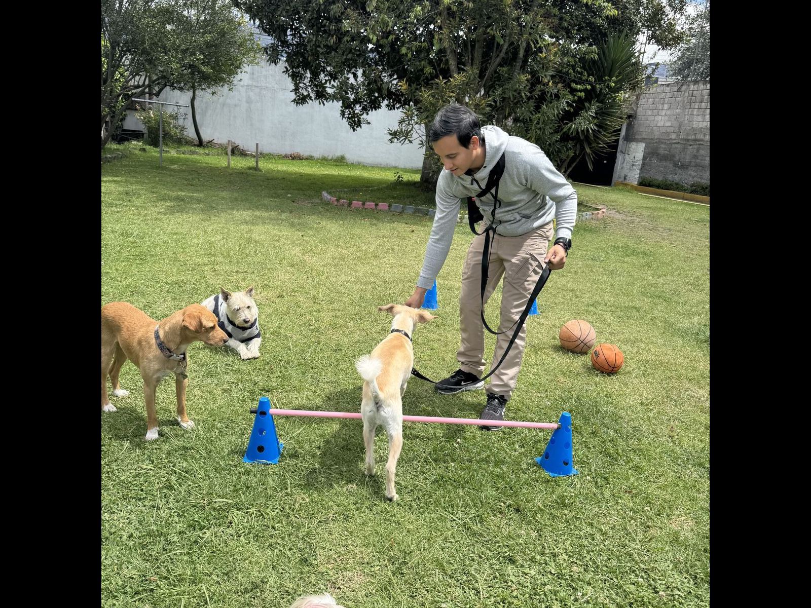 Perrito saltando en circuito de agilidad canina