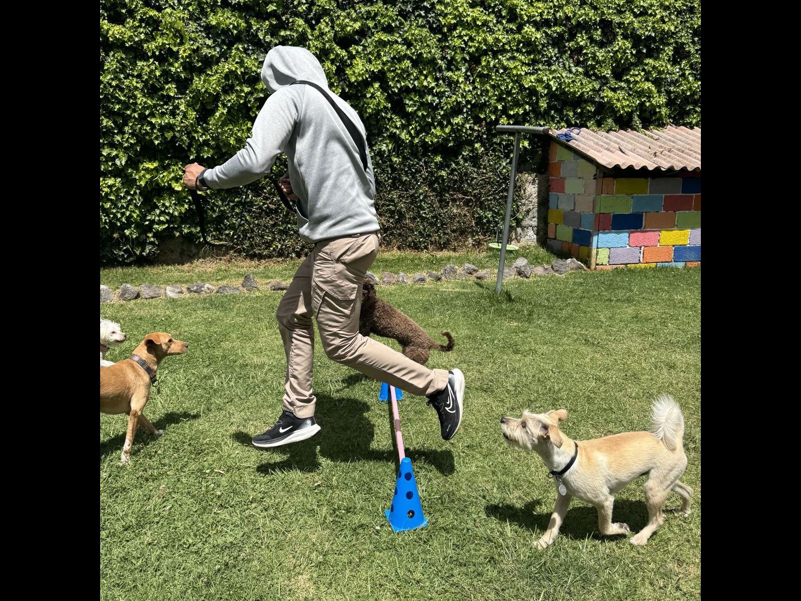 Perrito saltando obstáculo de entrenamiento