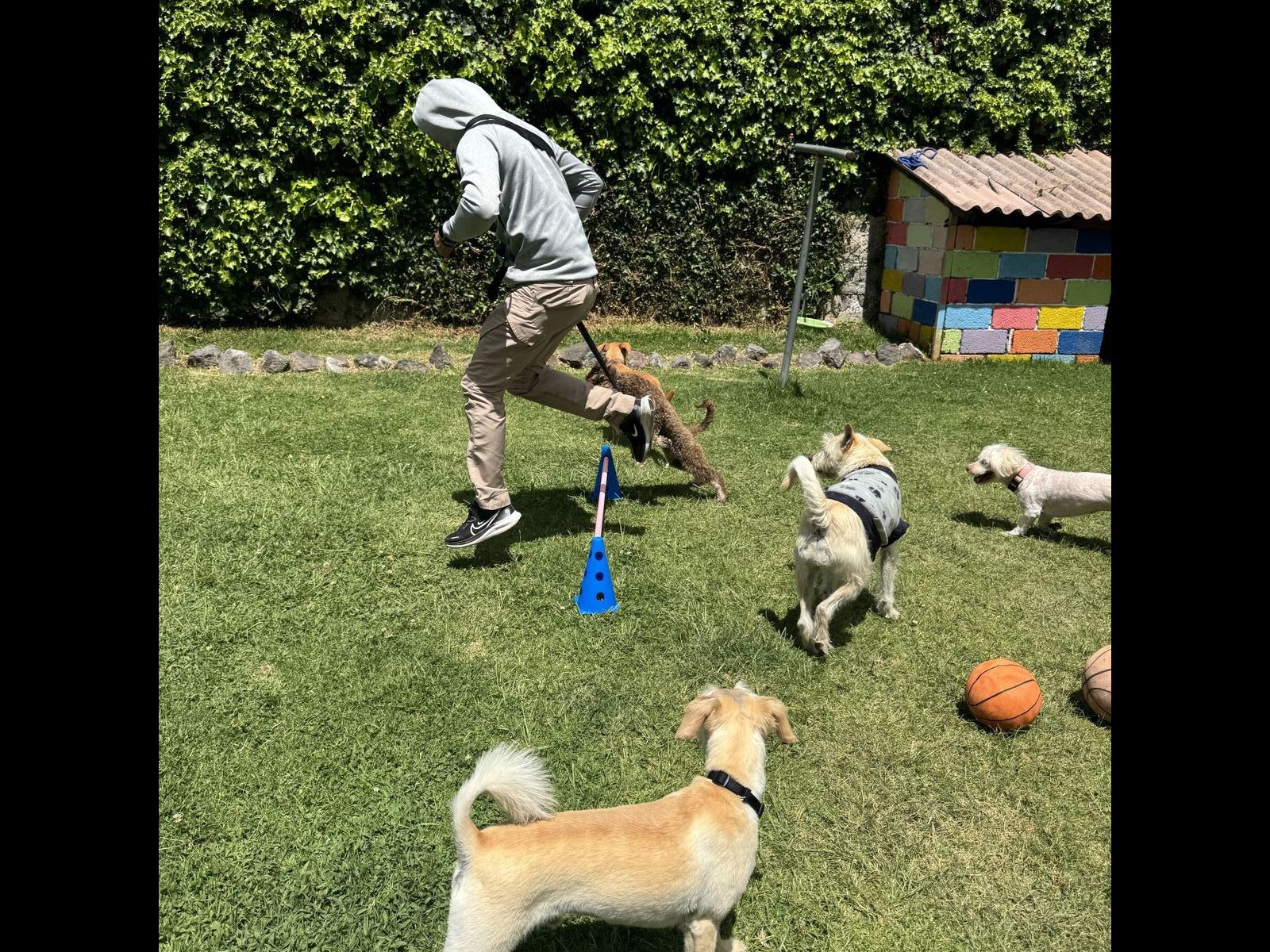 Entrenador trabajando obediencia con perrito en Maya's Pet House