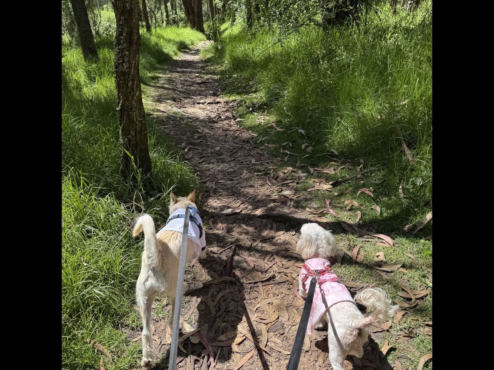 Perritos paseando en el bosque