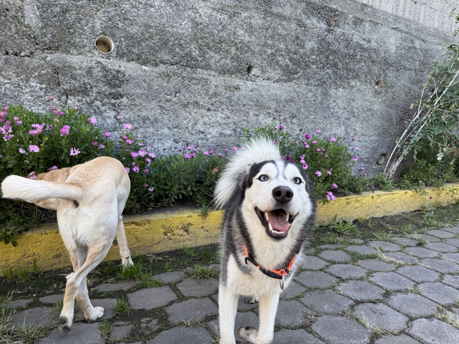 Husky entrenando obediencia