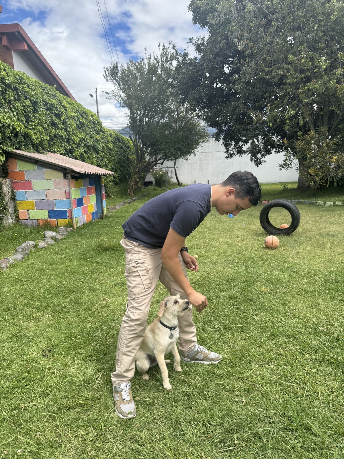 Pastor mestizo entrenando con conos