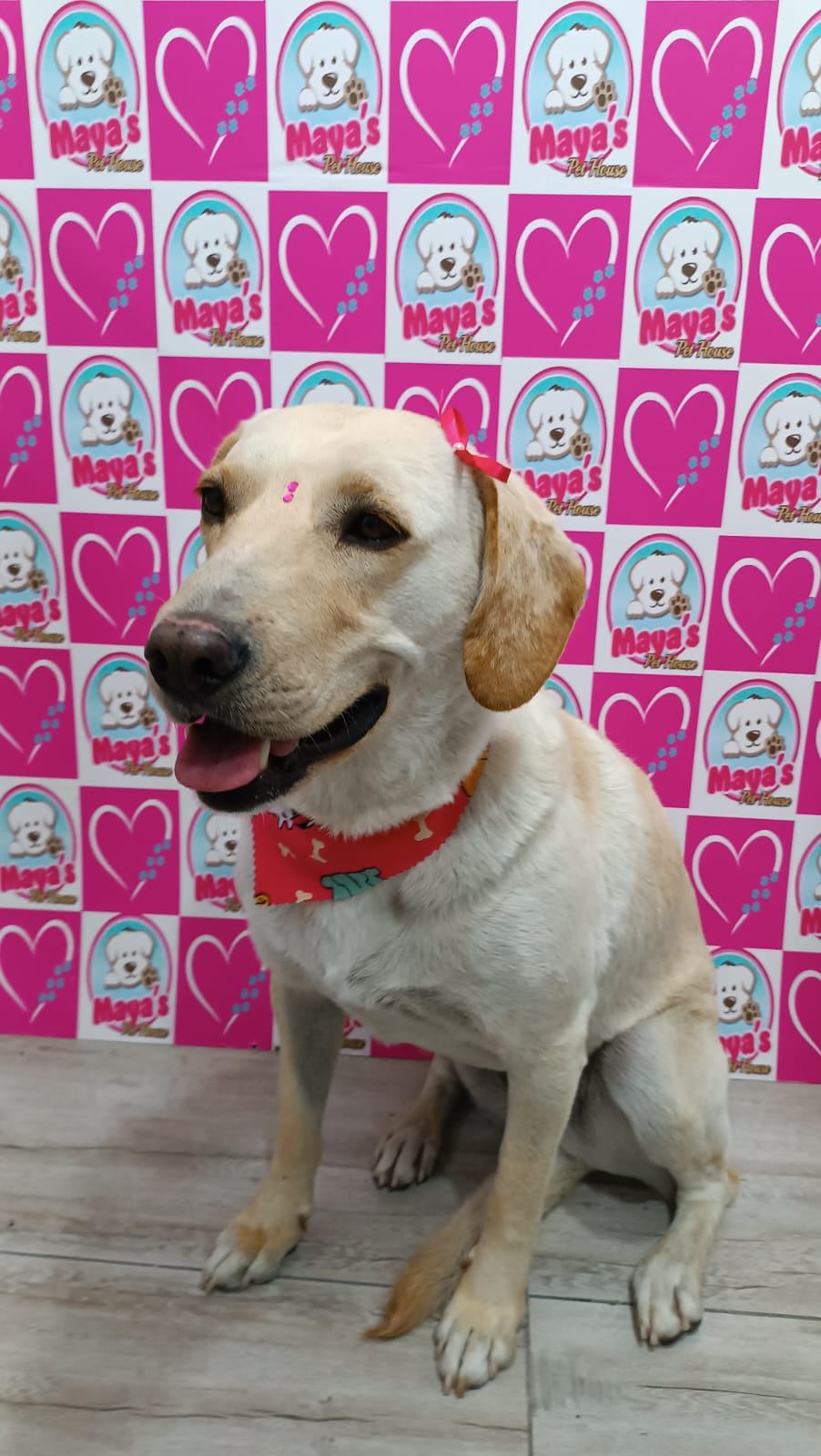 Labrador con pañoleta en sesión de fotos